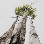 5 Different SETS of Trees SET VOL13