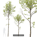 5 Different SETS of Trees SET VOL13