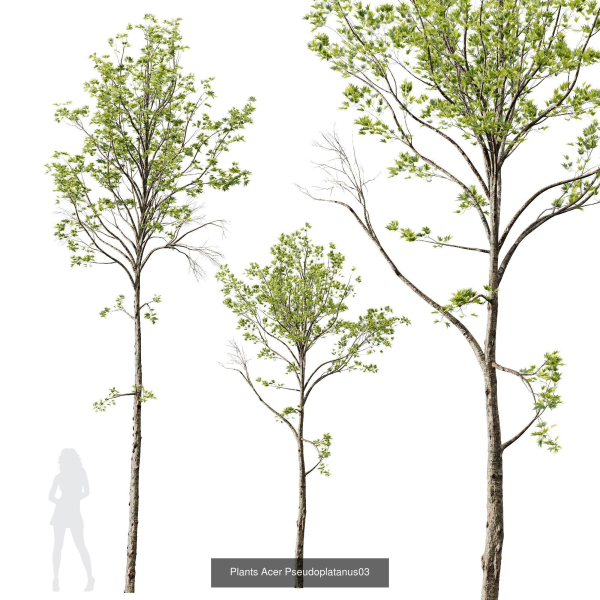 5 Different SETS of Trees SET VOL13