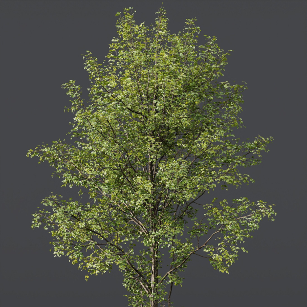 5 Different SETS of Trees SET VOL13