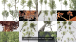 5 Different SETS of Trees SET VOL13
