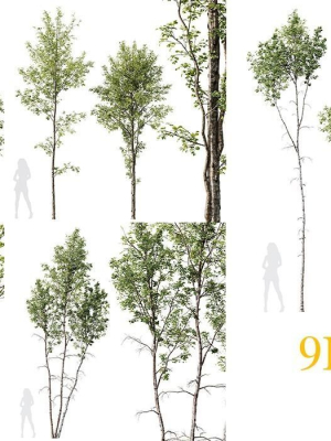 5 Different SETS of Trees SET VOL13
