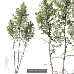 5 Different SETS of Trees SET VOL13