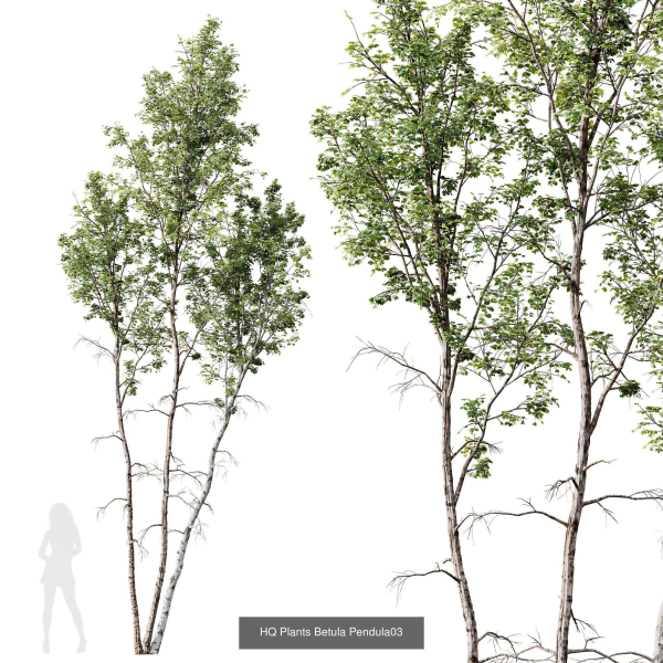 5 Different SETS of Trees SET VOL13