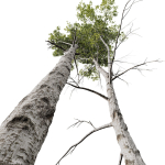 5 Different SETS of Trees SET VOL13