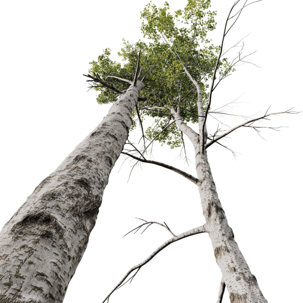 5 Different SETS of Trees SET VOL13