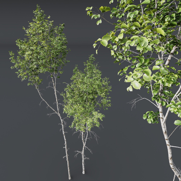 5 Different SETS of Trees SET VOL13