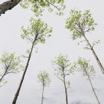 5 Different SETS of Trees SET VOL13