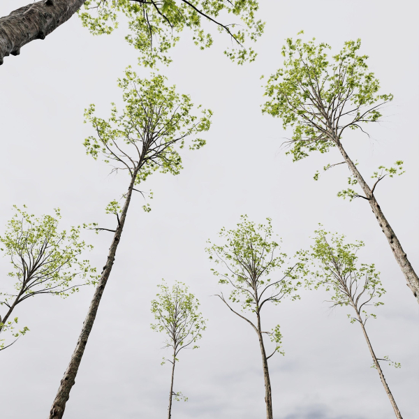 5 Different SETS of Trees SET VOL13