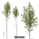 5 Different SETS of Trees SET VOL13