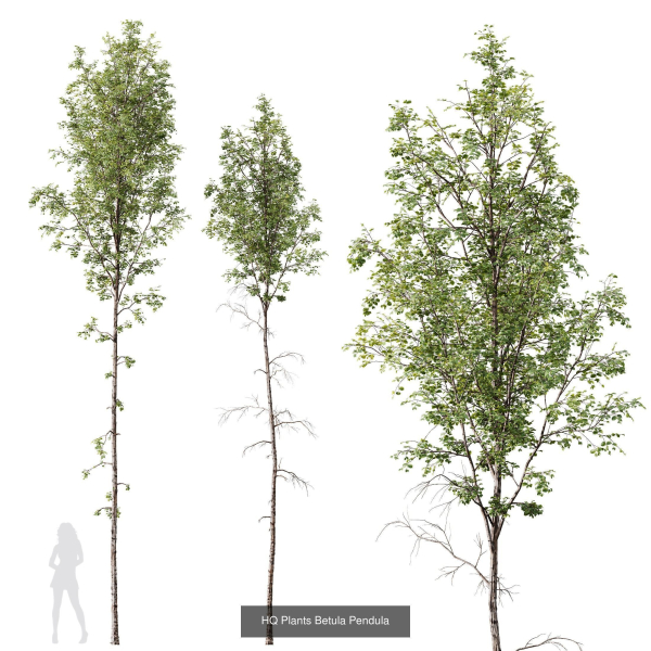 5 Different SETS of Trees SET VOL13