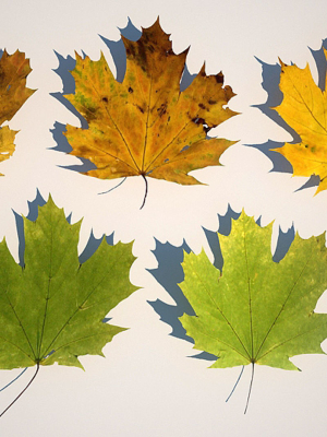 5 Maple Leaves