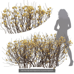 57 Different SETS Of Bush Flowers SET VOL05