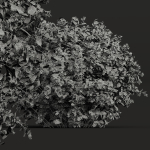 57 Different SETS Of Bush Flowers SET VOL05