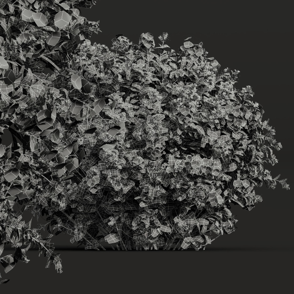 57 Different SETS Of Bush Flowers SET VOL05