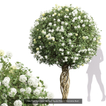 57 Different SETS Of Bush Flowers SET VOL05