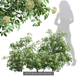 57 Different SETS Of Bush Flowers SET VOL05