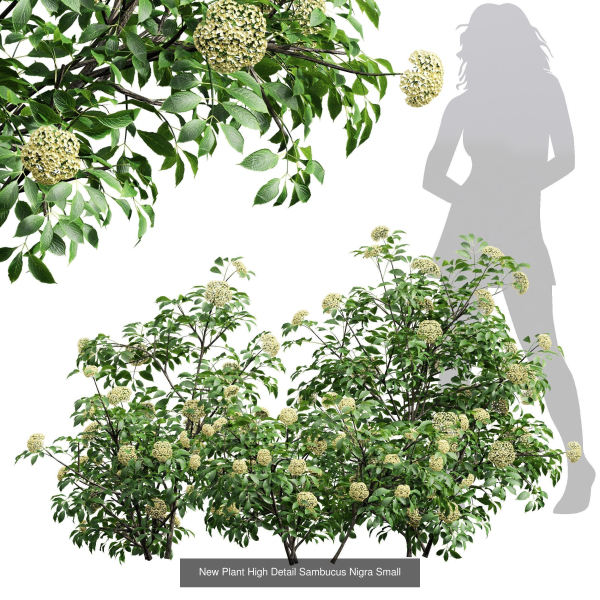57 Different SETS Of Bush Flowers SET VOL05