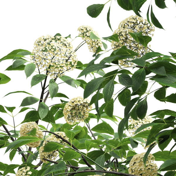 57 Different SETS Of Bush Flowers SET VOL05