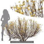57 Different SETS Of Bush Flowers SET VOL05