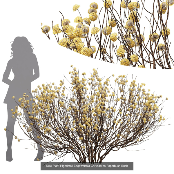 57 Different SETS Of Bush Flowers SET VOL05