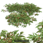 57 Different SETS Of Bush Flowers SET VOL05