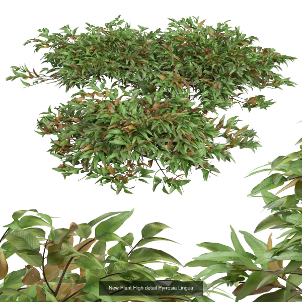 57 Different SETS Of Bush Flowers SET VOL05