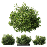 57 Different SETS Of Bush Flowers SET VOL05