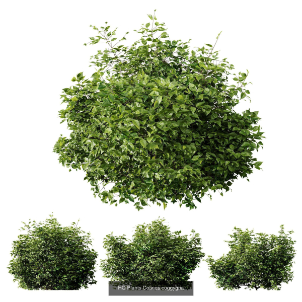 57 Different SETS Of Bush Flowers SET VOL05
