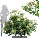 57 Different SETS Of Bush Flowers SET VOL05