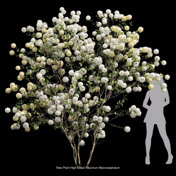 57 Different SETS Of Bush Flowers SET VOL05