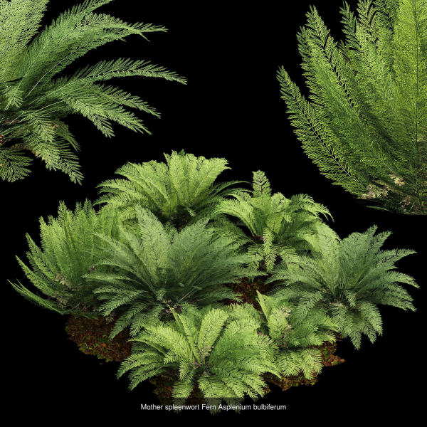 57 Different SETS Of Bush Flowers SET VOL05