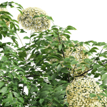 57 Different SETS Of Bush Flowers SET VOL05