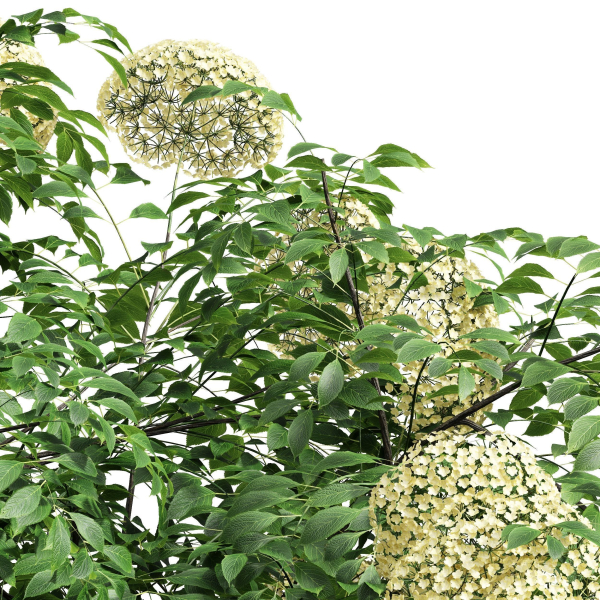 57 Different SETS Of Bush Flowers SET VOL05