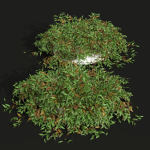 57 Different SETS Of Bush Flowers SET VOL05