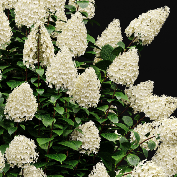 57 Different SETS Of Bush Flowers SET VOL05