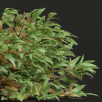 57 Different SETS Of Bush Flowers SET VOL05