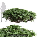 57 Different SETS Of Bush Flowers SET VOL05