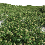 57 Different SETS Of Bush Flowers SET VOL05