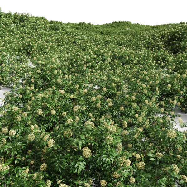 57 Different SETS Of Bush Flowers SET VOL05