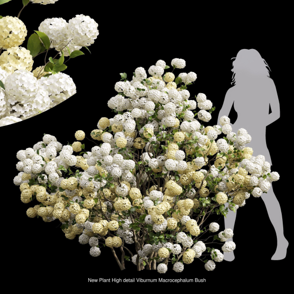 57 Different SETS Of Bush Flowers SET VOL05
