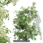 57 Different SETS Of Bush Flowers SET VOL05