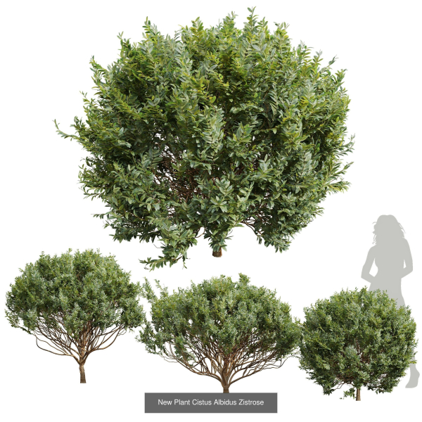 57 Different SETS Of Bush Flowers SET VOL05