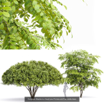 57 Different SETS Of Bush Flowers SET VOL05