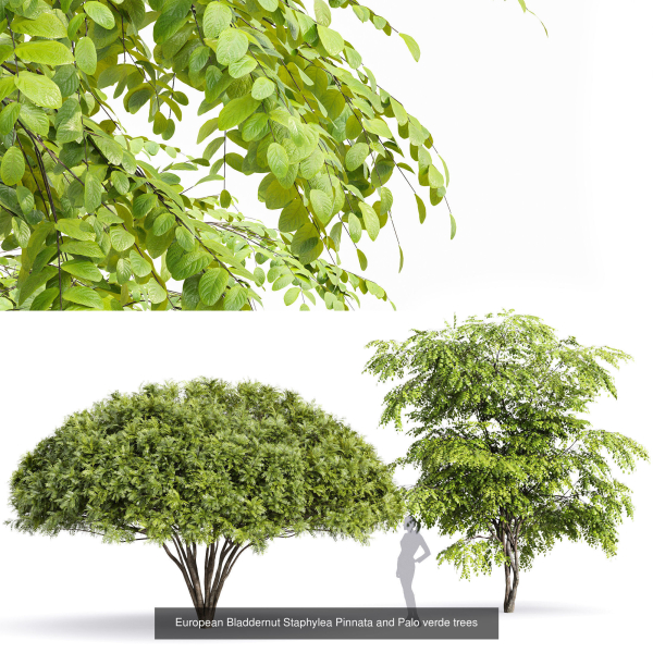 57 Different SETS Of Bush Flowers SET VOL05