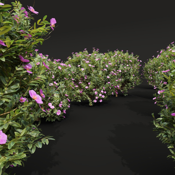 57 Different SETS Of Bush Flowers SET VOL05