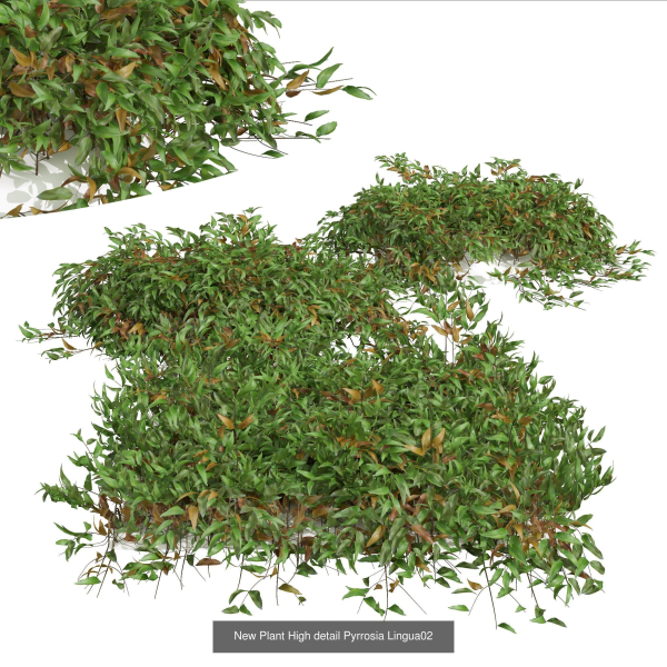 57 Different SETS Of Bush Flowers SET VOL05