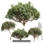 57 Different SETS Of Bush Flowers SET VOL05