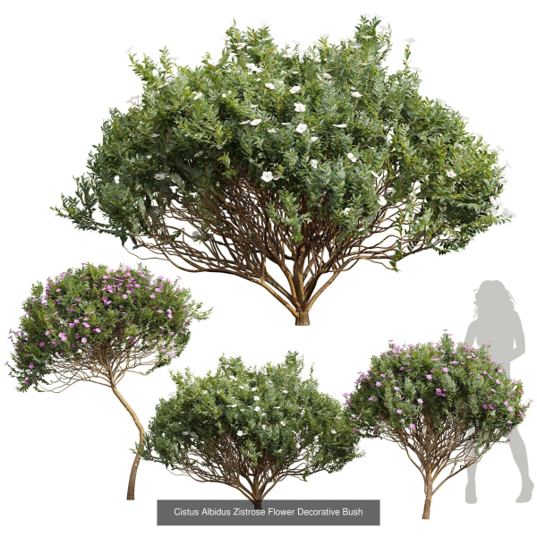 57 Different SETS Of Bush Flowers SET VOL05