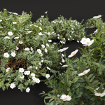57 Different SETS Of Bush Flowers SET VOL05
